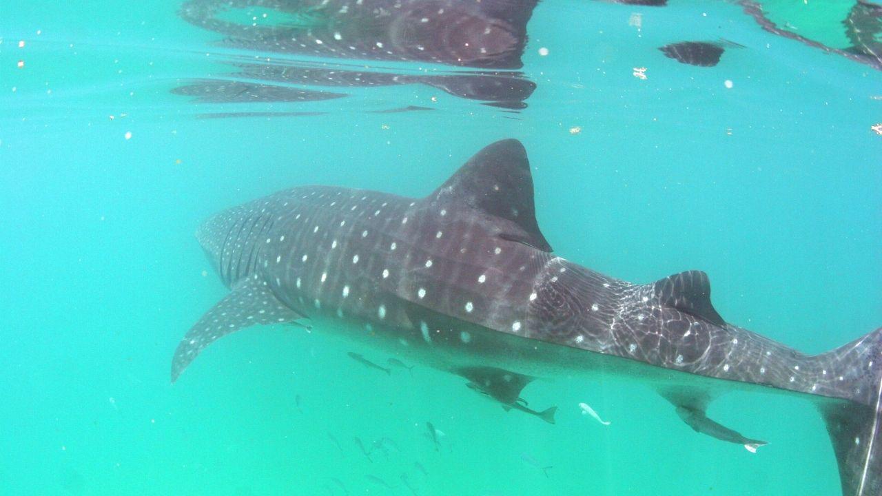 Swimming with whale sharks in Cancun - Photo 4