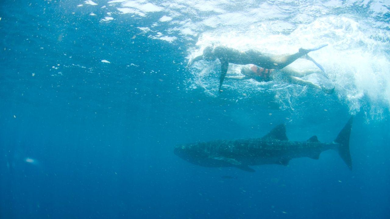 Swimming with whale sharks in Cancun - Photo 5