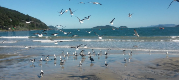 South Island Tour in Florianópolis   - Photo 2