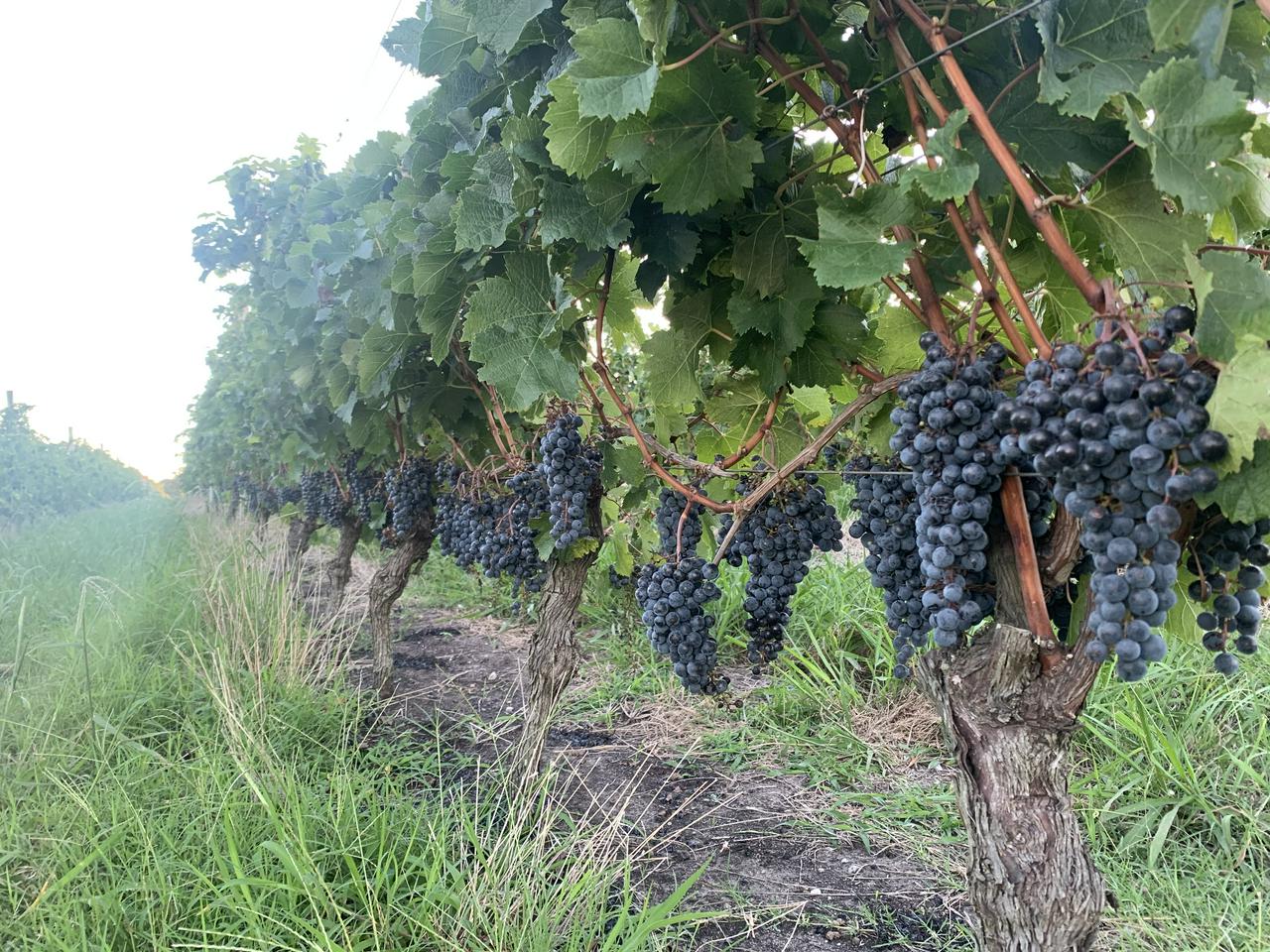 Visita Bodega Bouza + Almoço com harmonização de vinhos  - Photo 4