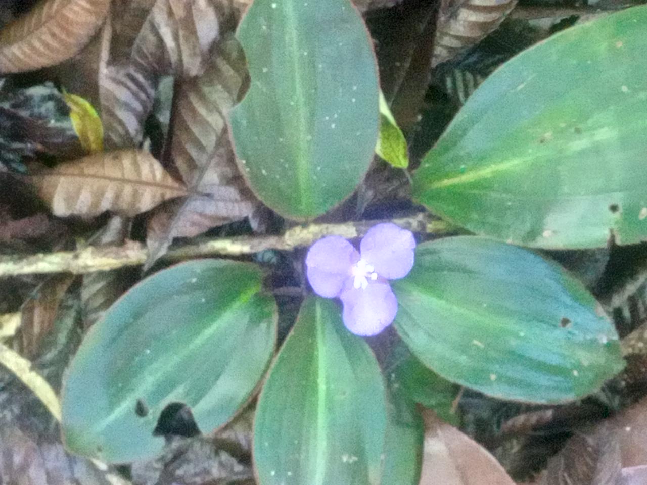 Christ the Redeemer Trail (Parque Lage - Corcovado) - Photo 5