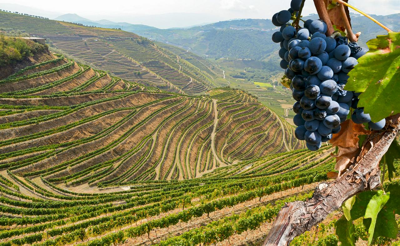 Full-day Douro Valley tour with lunch and wine tasting - Departing from Porto - Photo 2