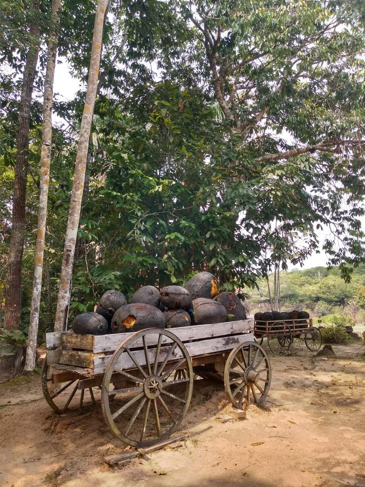 Museu do seringal - Photo 4