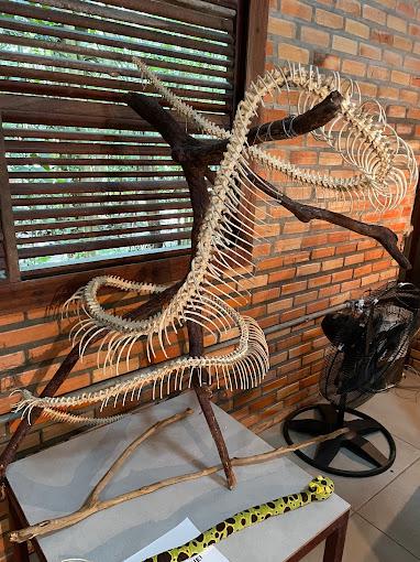 Visita à musa (museu da Amazônia) - Photo 4