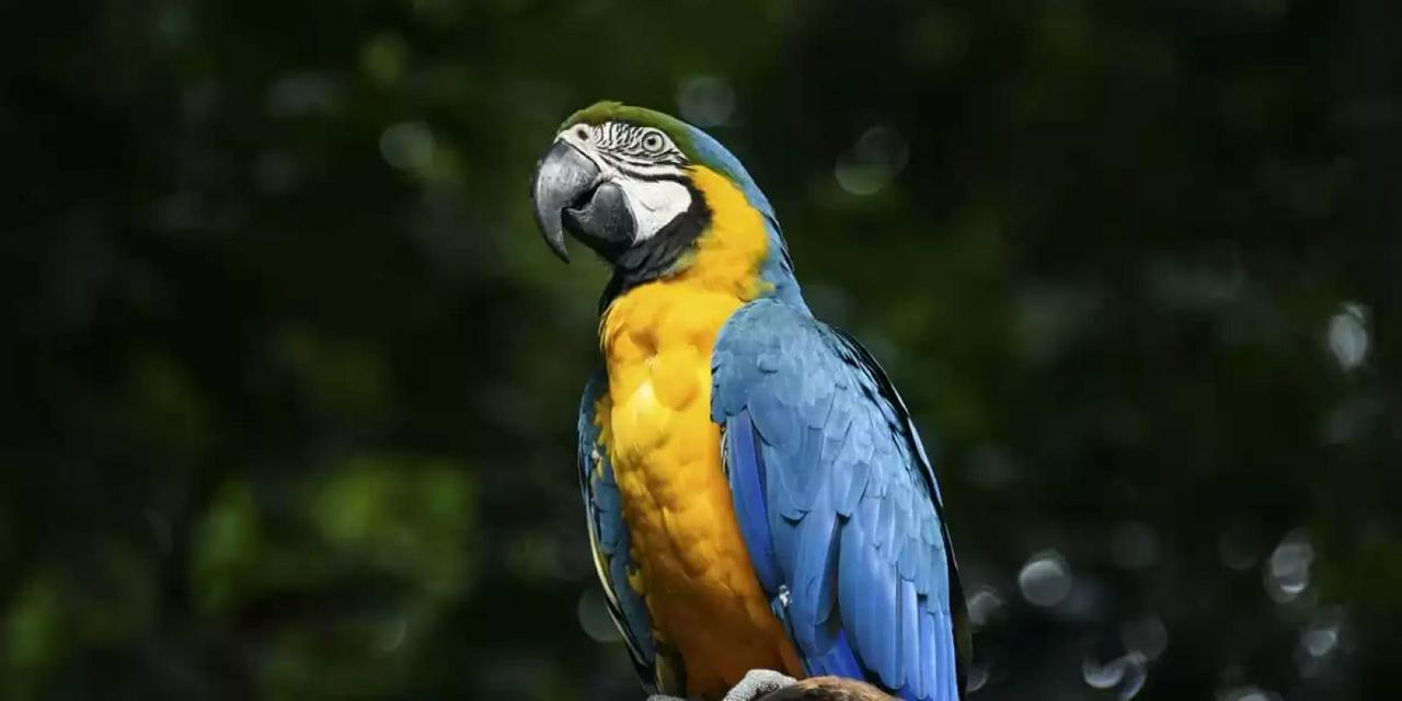 Iguaçu Falls: Brazilian Falls and Bird Park - Photo 2