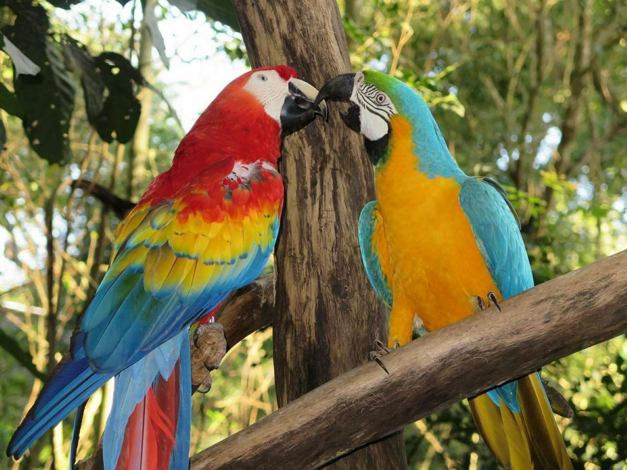 Iguaçu Falls: Brazilian Falls and Bird Park - Photo 3