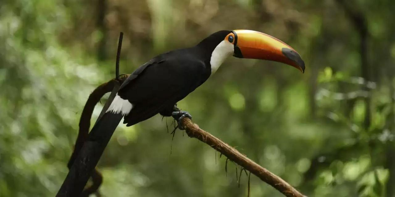 Iguaçu Falls: Brazilian Falls and Bird Park - Photo 17