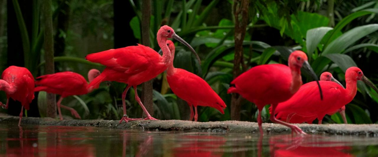 Combined package: Argentine Falls, Brazilian Falls and Bird Park, with airport transfers - Photo 3