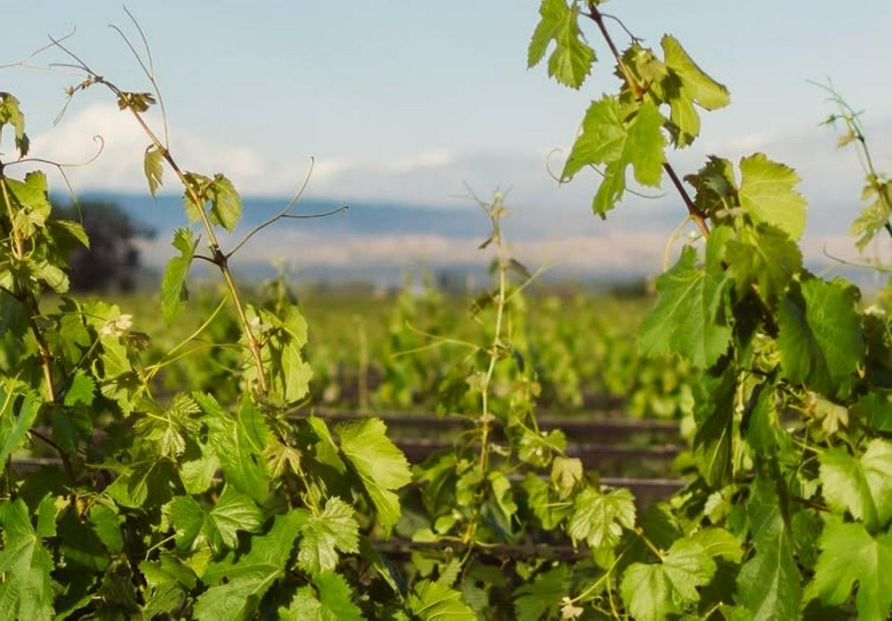 Wines, Vineyards and Picnics: Discover the charm of Mendoza's wineries - Photo 11