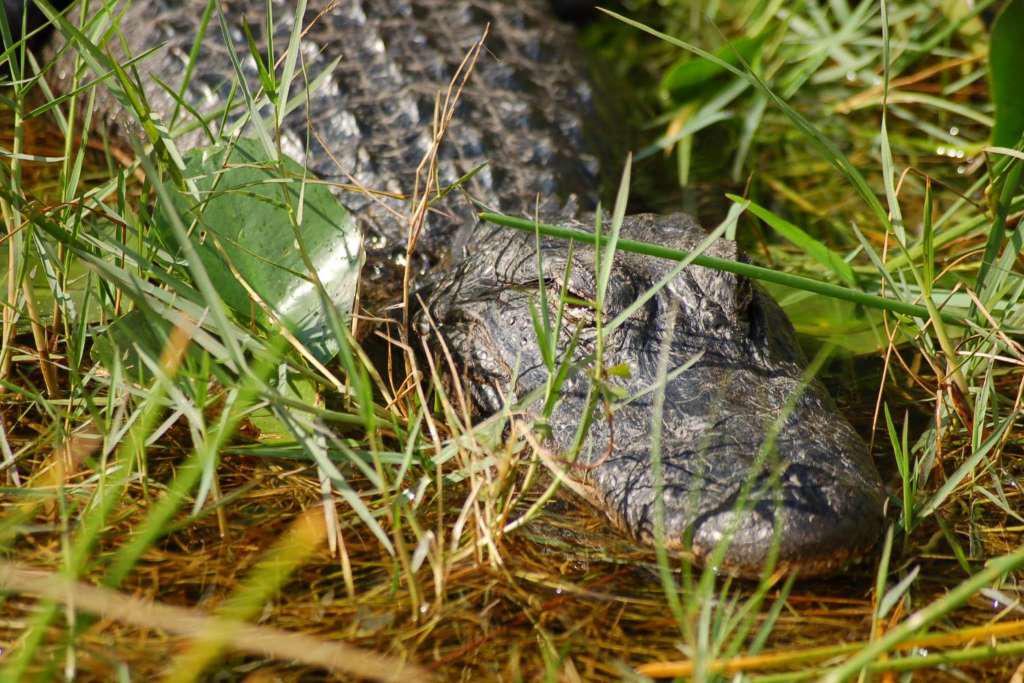 Everglades Airboat Adventure - Photo 3