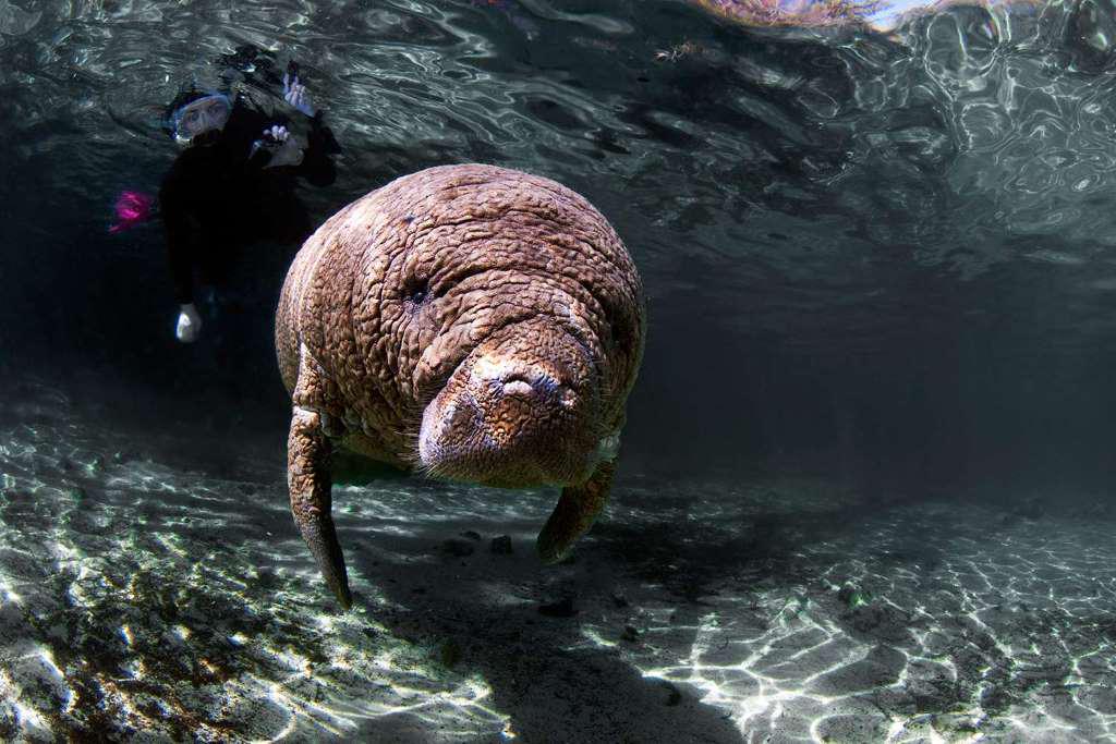 Swim with Manatees, Snorkel, and Boat Tour - Full Day Tour - Photo 4