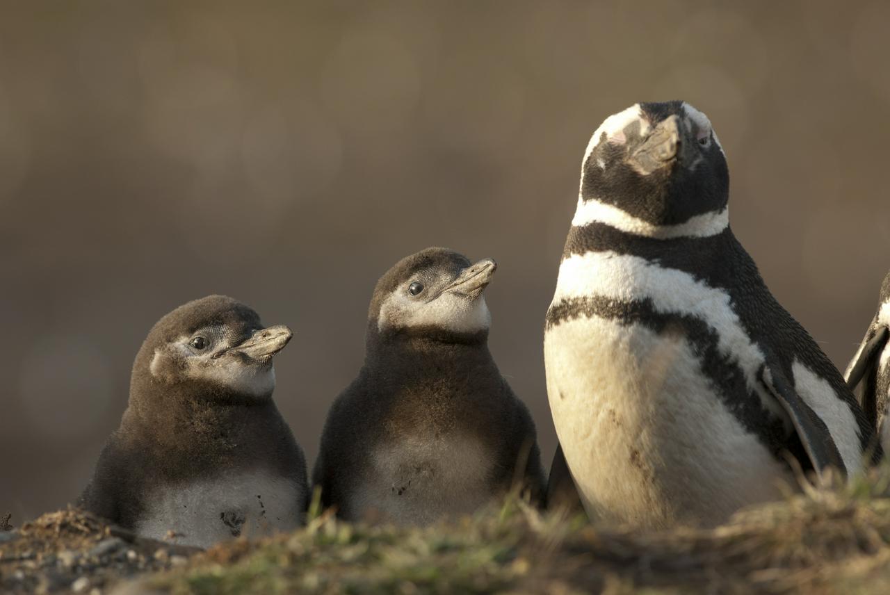 Magdalena Island Penguin Tour by Boat from Punta Arenas - Photo 2