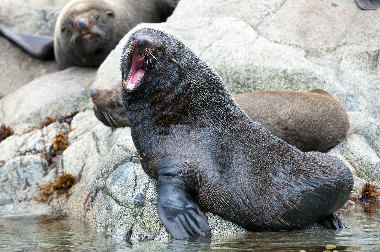 Magdalena Island Penguin Tour by Boat from Punta Arenas - Photo 3