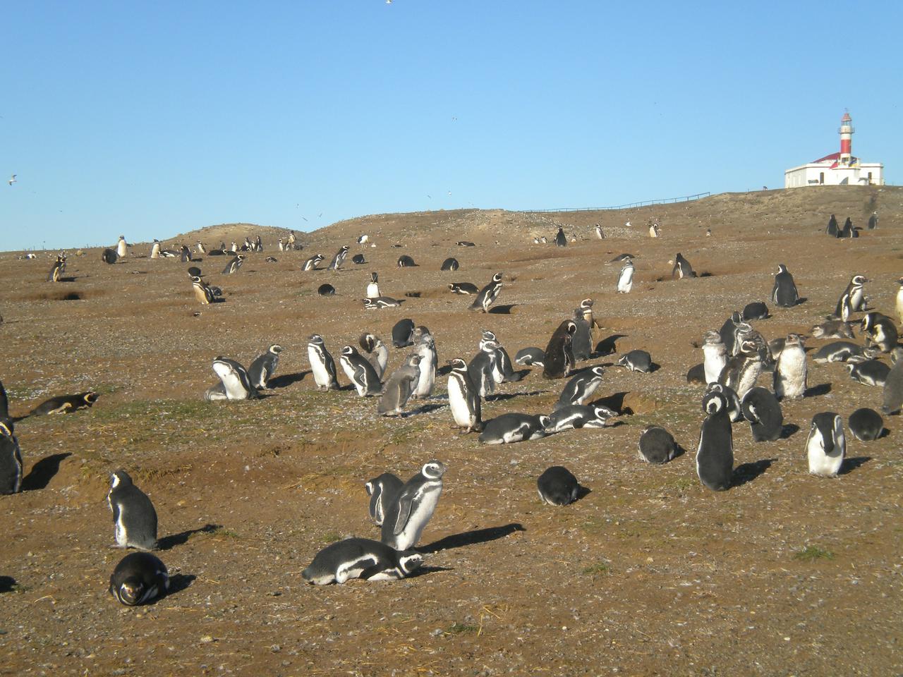 Magdalena Island Penguin Tour by Boat from Punta Arenas - Photo 4