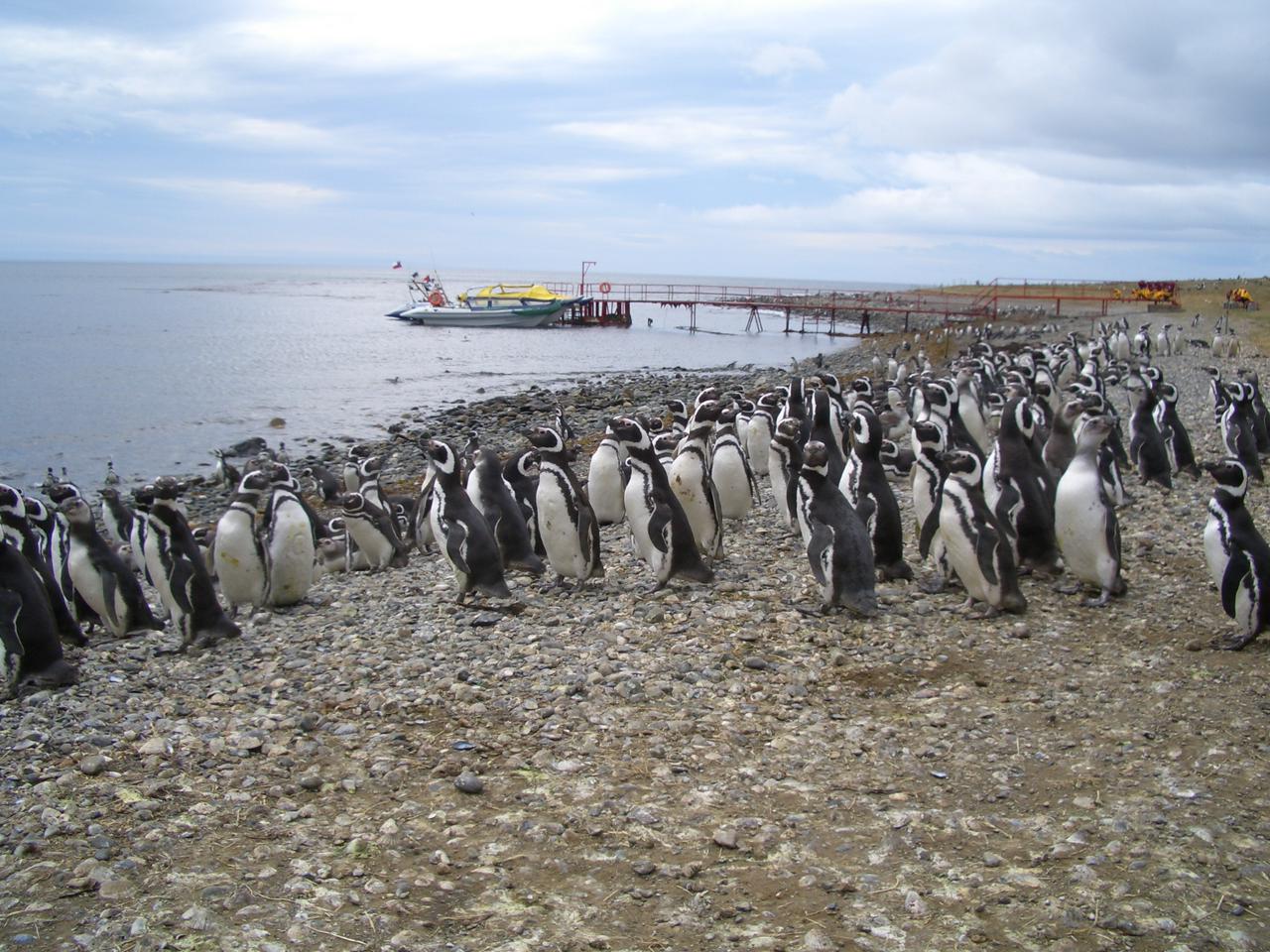Magdalena Island Penguin Tour by Boat from Punta Arenas - Photo 5