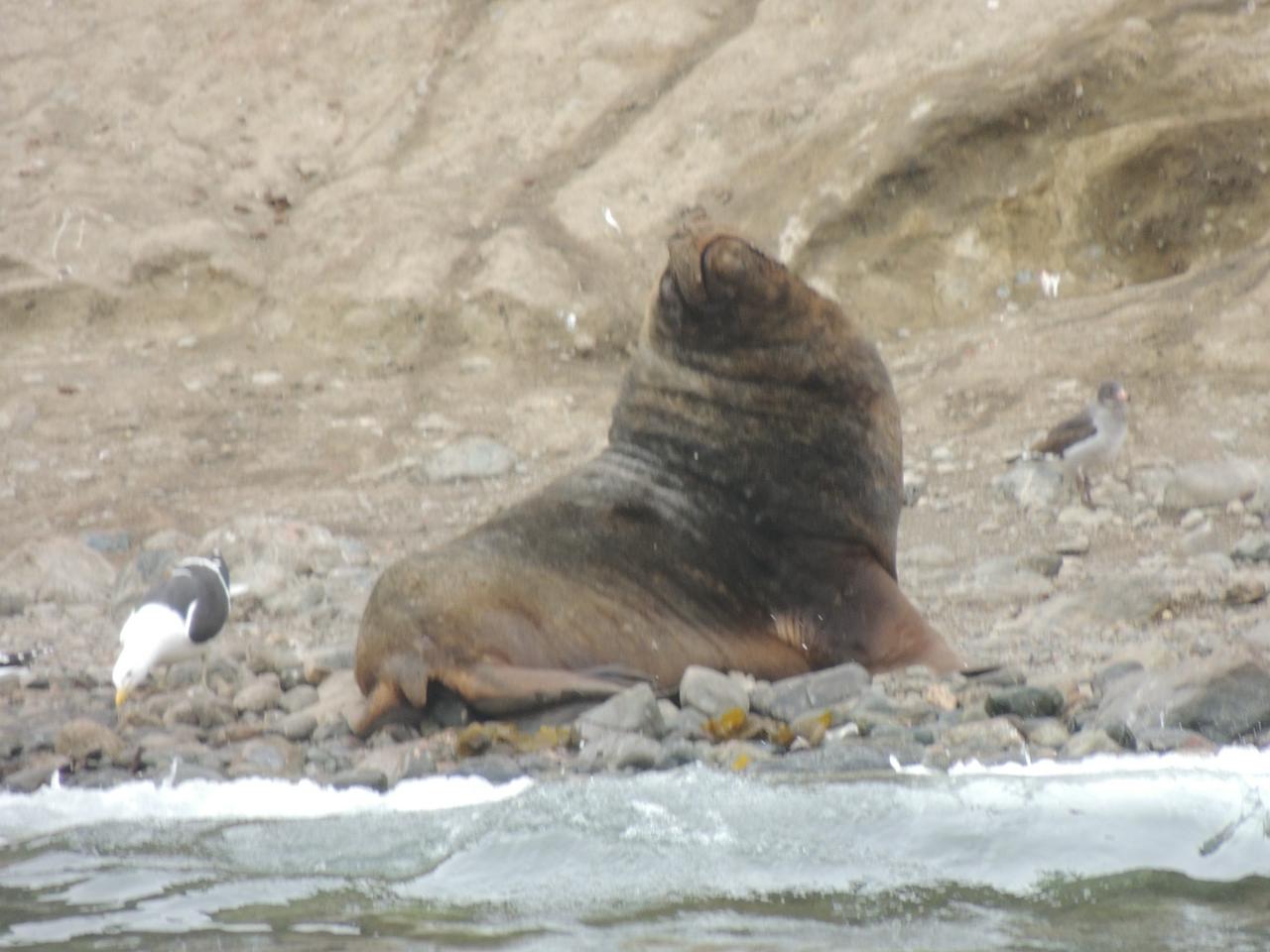 Magdalena Island Penguin Tour by Boat from Punta Arenas - Photo 6