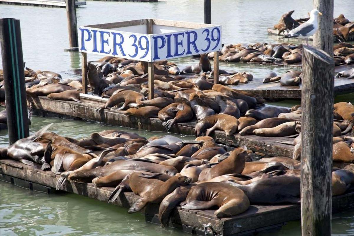 San Francisco Bay Cruise Tour - Photo 4