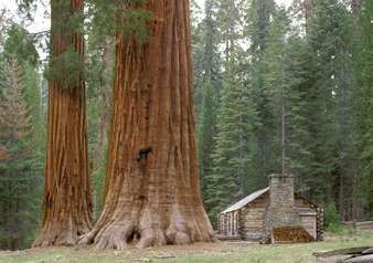 Yosemite National Park - Full Day Tour - Photo 3