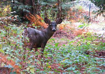 Yosemite National Park - Full Day Tour - Photo 4