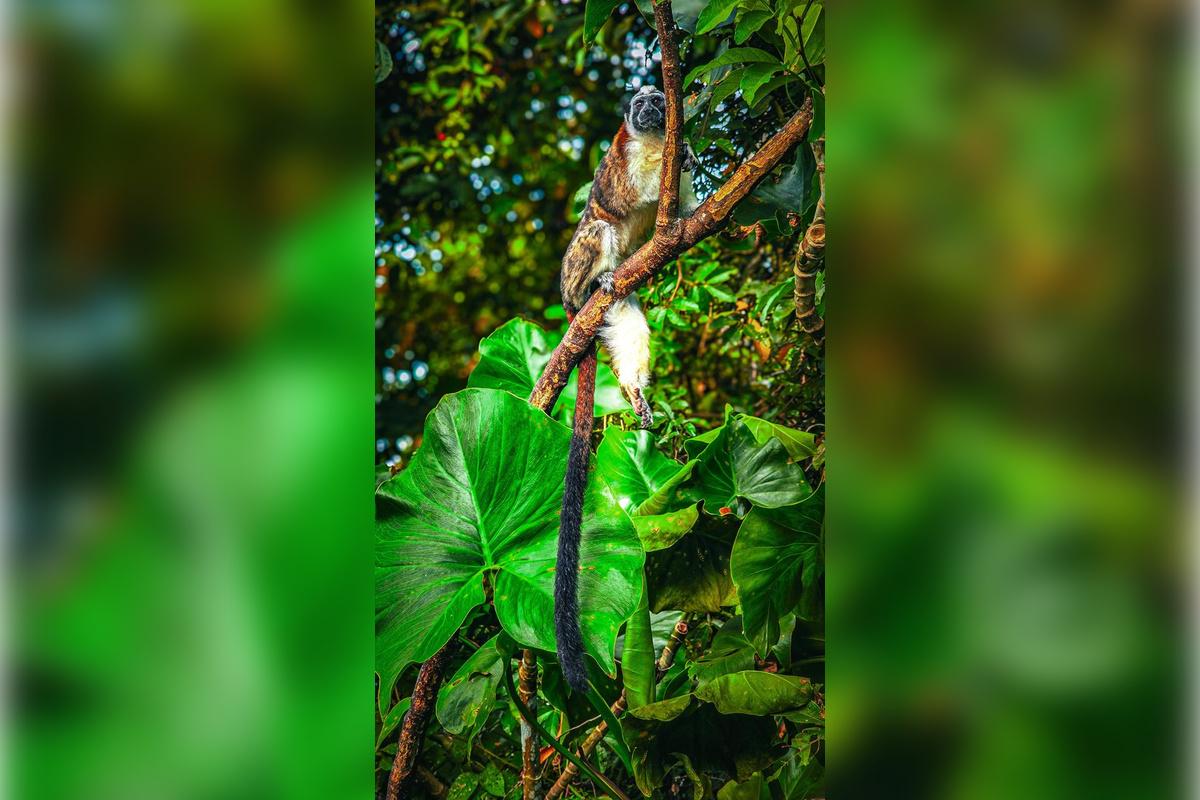 Monkey Island and Eco Tour - Photo 2