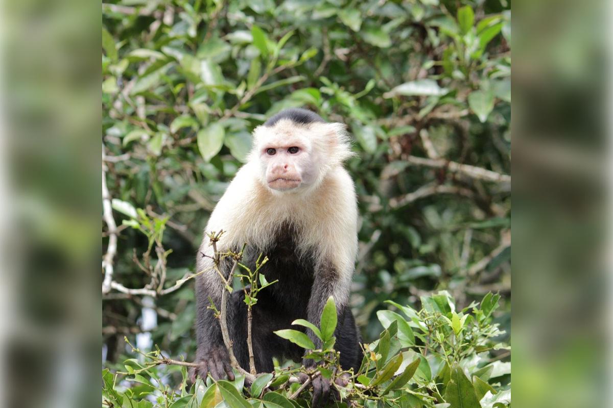 Monkey Island and Eco Tour - Photo 3