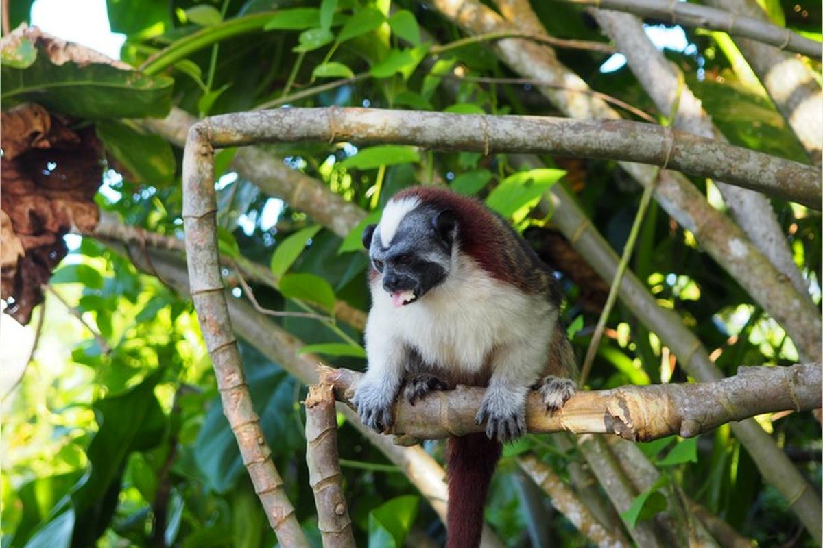 Monkey Island and Eco Tour - Photo 4