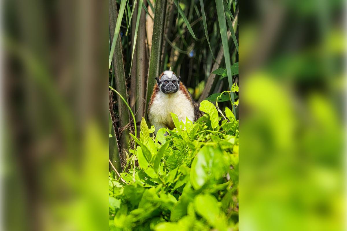 Monkey Island and Eco Tour - Photo 8