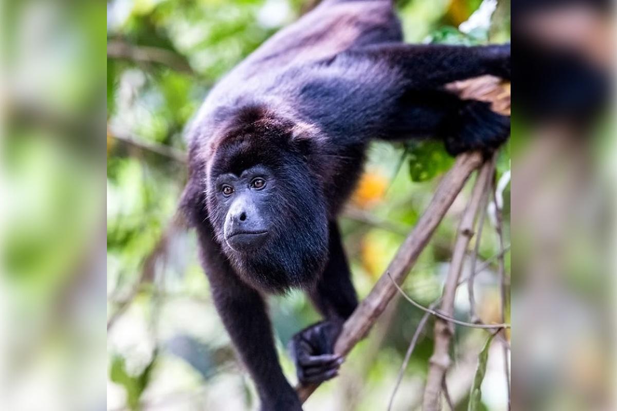 Monkey Island and Eco Tour - Photo 10