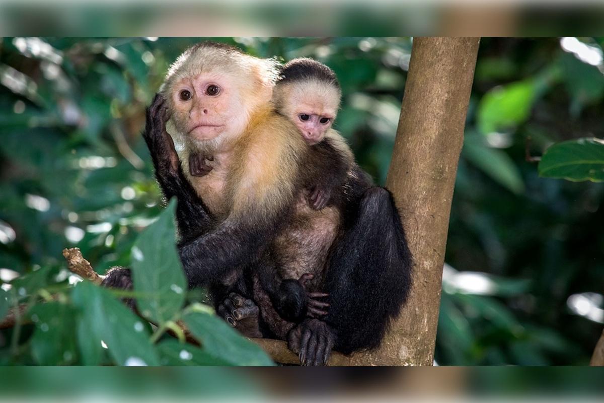 Monkey Island and Eco Tour - Photo 11
