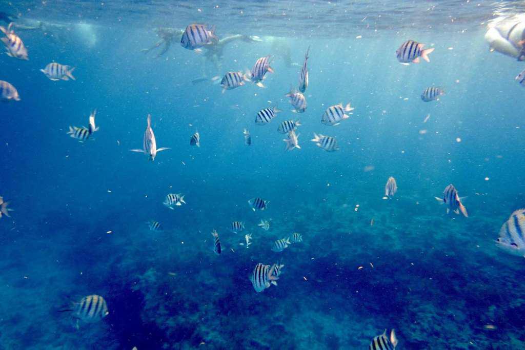 Um dia em Key West com Aventura de Snorkel - Photo 7