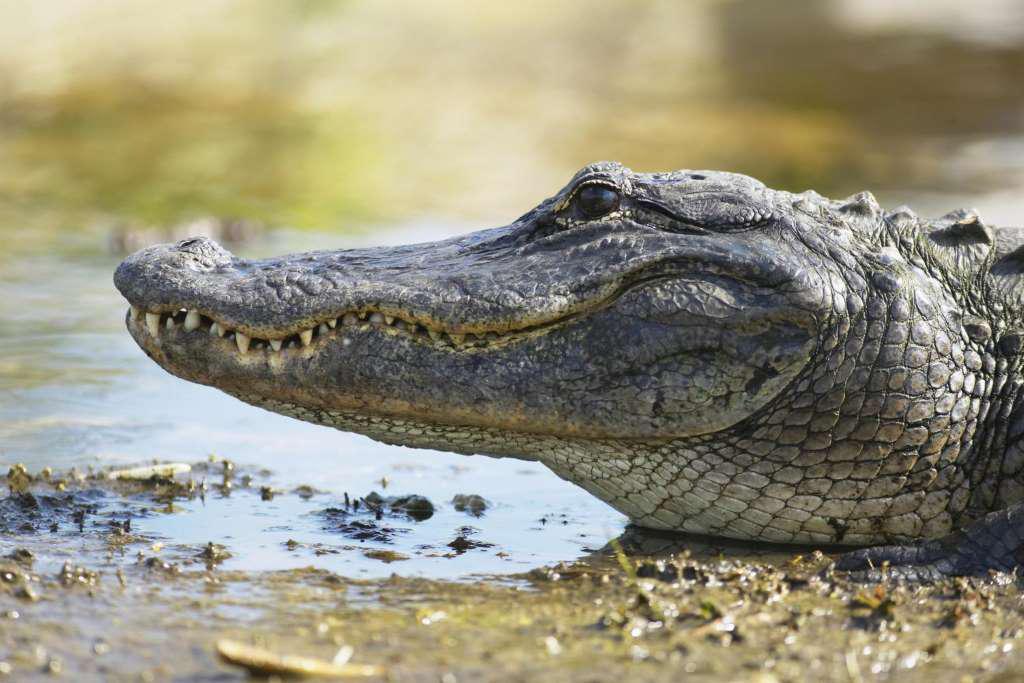 Entrada para Everglades Sawgrass - experiência única !! - Photo 8