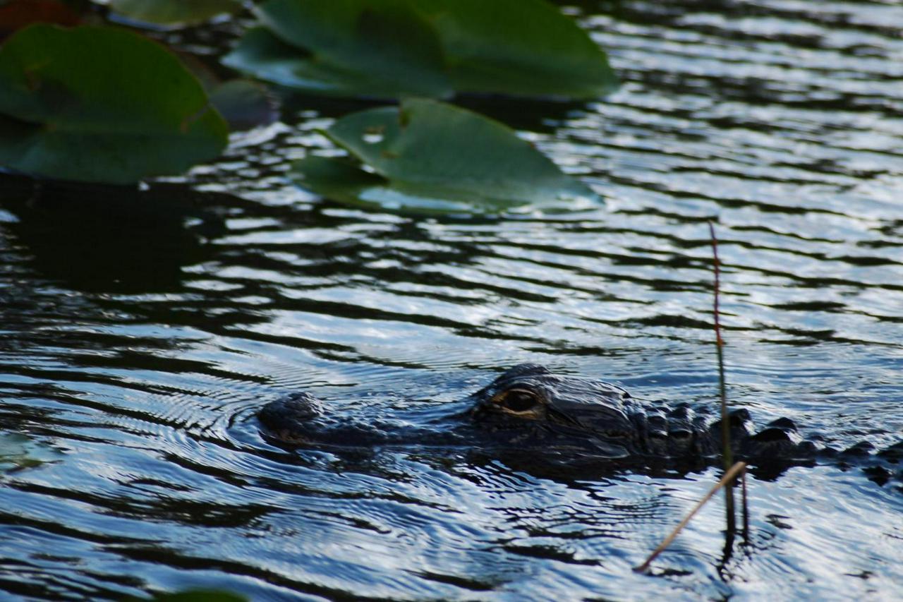 Entrada para Everglades Sawgrass - experiência única !! - Photo 9