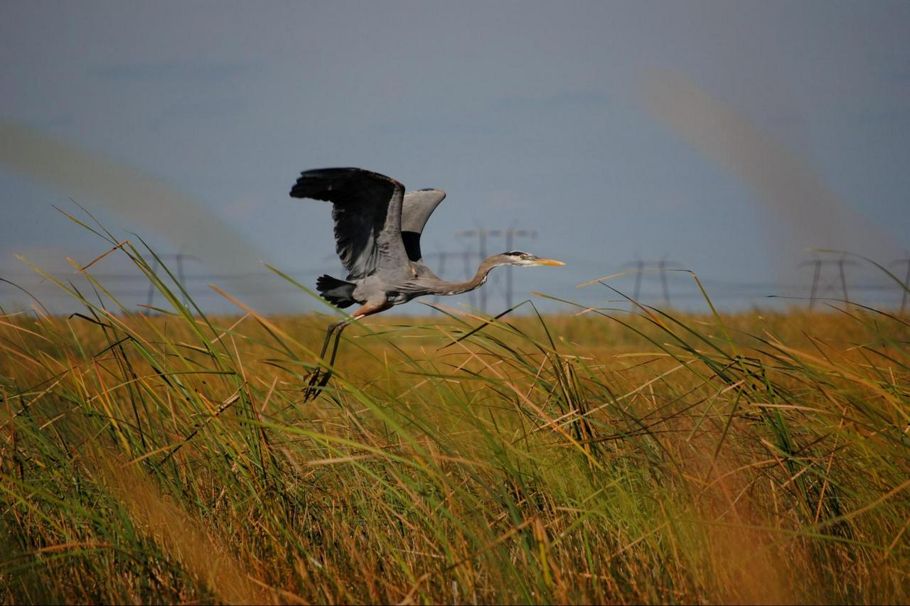 Entrada para Everglades Sawgrass - experiência única !! - Photo 10
