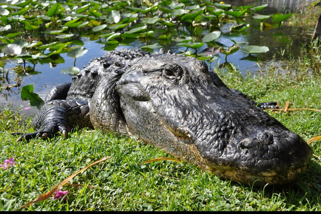 Entrada para Everglades Sawgrass - experiência única !! - Photo 20