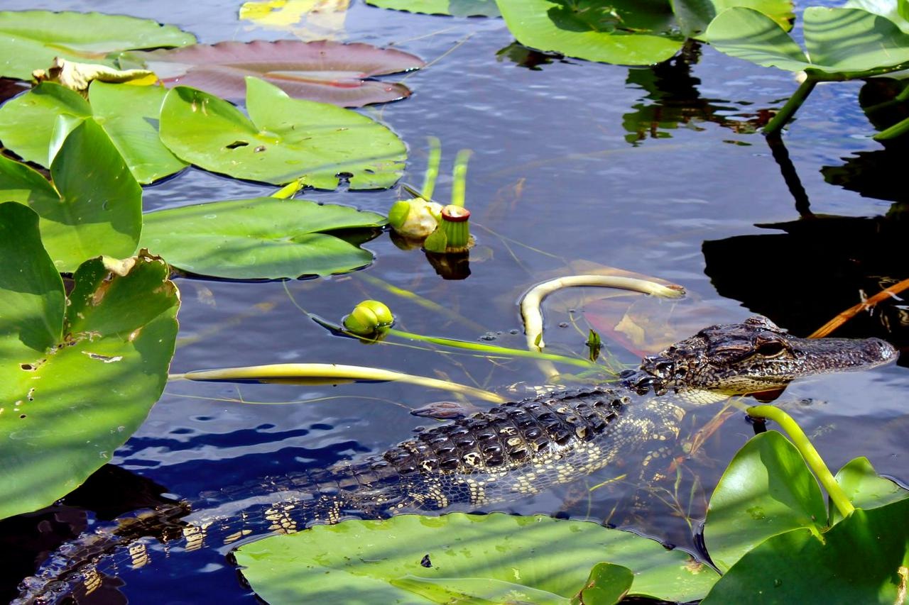 Entrada para Everglades Sawgrass - experiência única !! - Photo 21