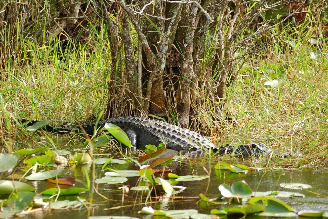 Entrada para Everglades Sawgrass - experiência única !! - Photo 22
