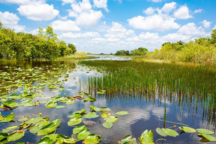 Entrada para Everglades Sawgrass - experiência única !! - Photo 25