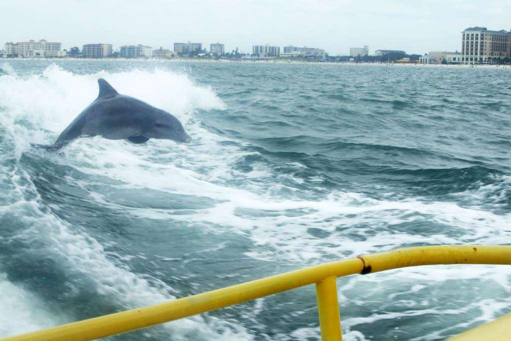 Sea Screamer Boat Tour with Beach Access - Photo 5
