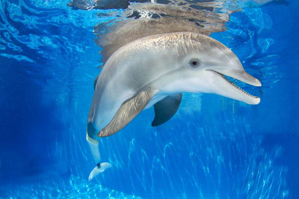 The Legacy of Winter the Dolphin at Clearwater Beach - Photo 4