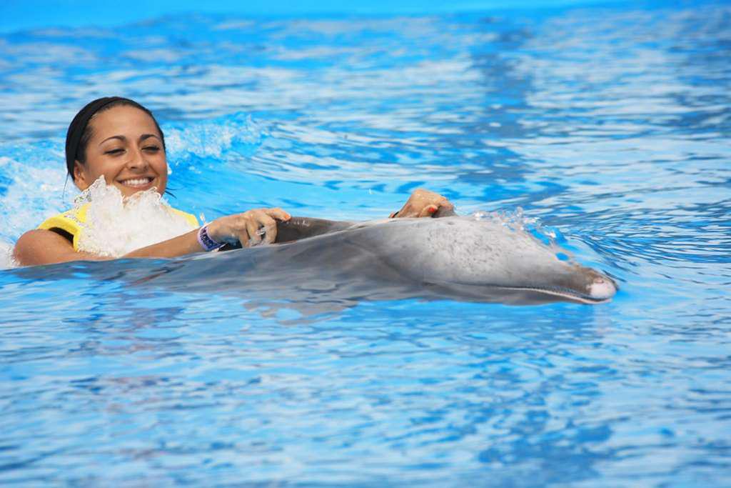 Nado com Golfinhos: Dolphin Royal Swim - Puerto Aventuras - Photo 3