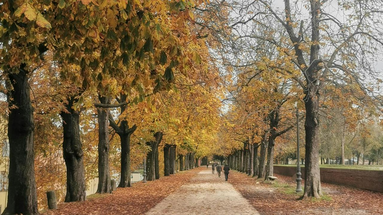 Lucca: Food and sightseeing walking tour of the medieval city - Photo 8