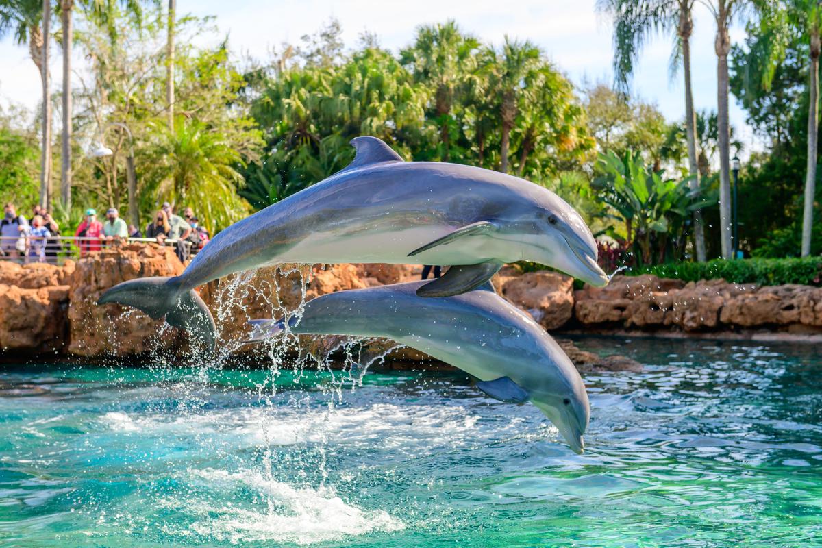 SeaWorld Orlando Parks - Tickets - Photo 12
