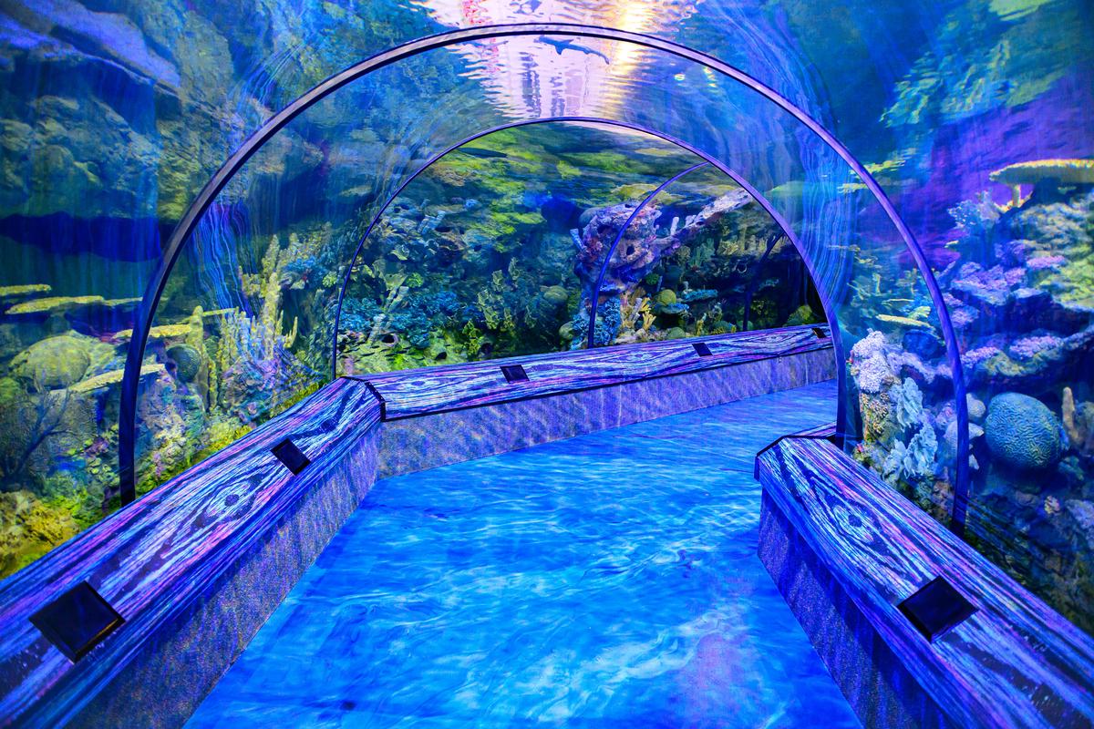 SeaWorld Orlando Parks - Tickets - Photo 14