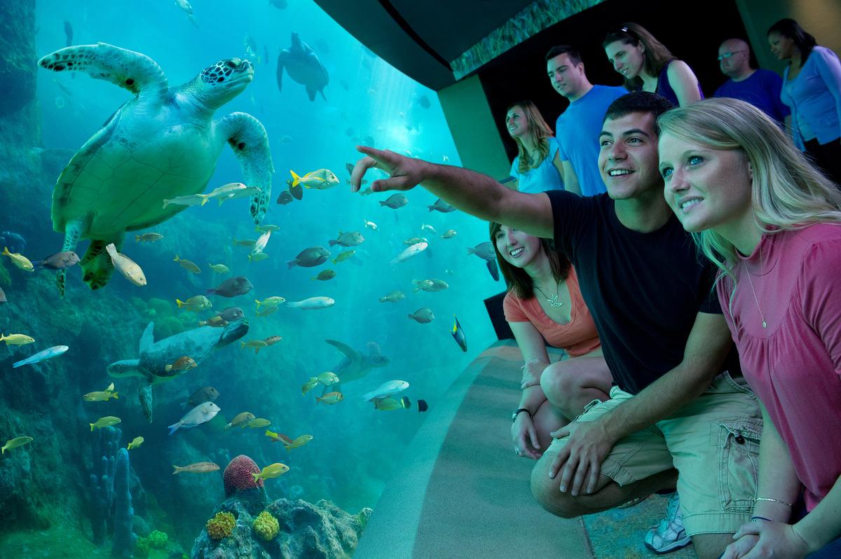 SeaWorld Orlando Parks - Tickets - Photo 16