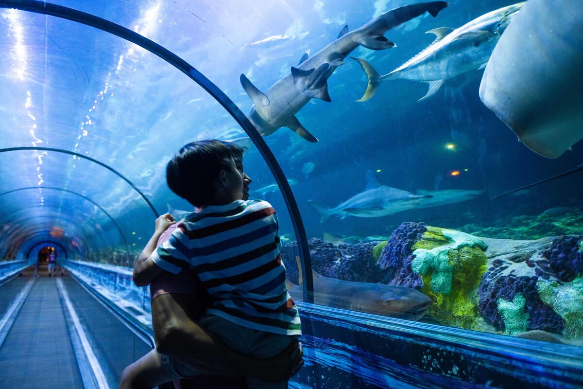 SeaWorld Orlando Parks - Tickets - Photo 20