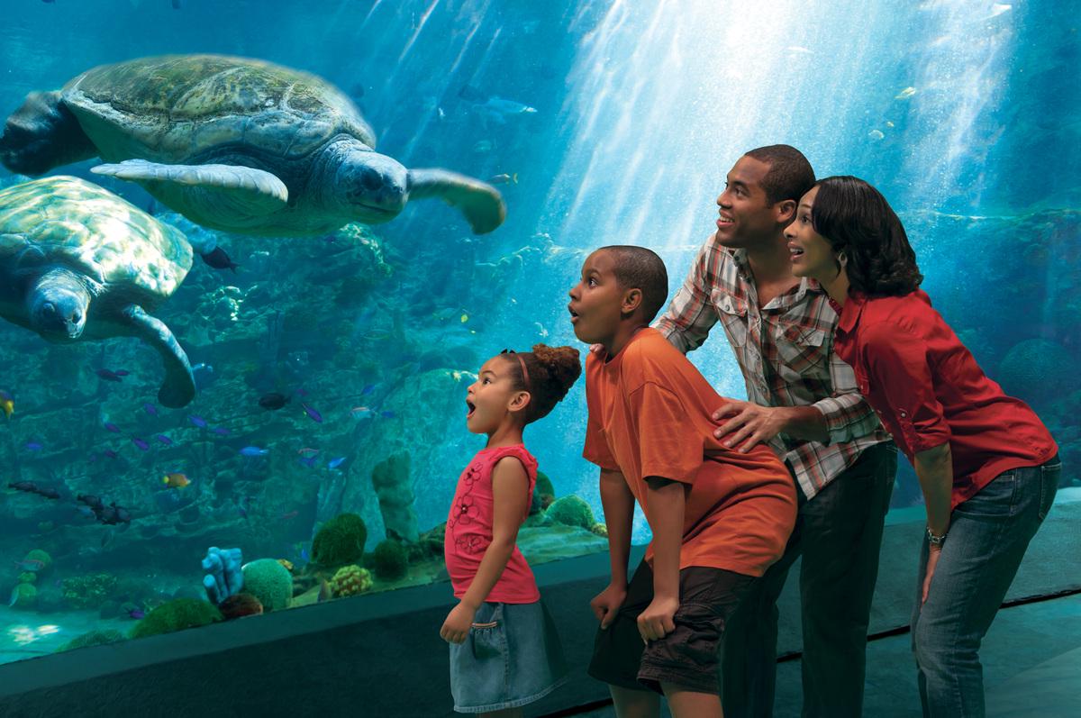 SeaWorld Orlando Parks - Tickets - Photo 31