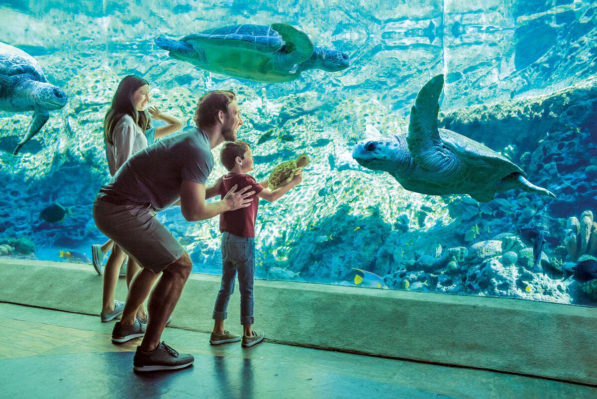 SeaWorld Orlando Parks - Tickets - Photo 33