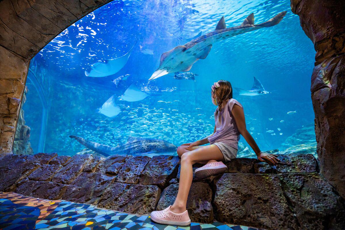 SeaWorld Orlando Parks - Tickets - Photo 34