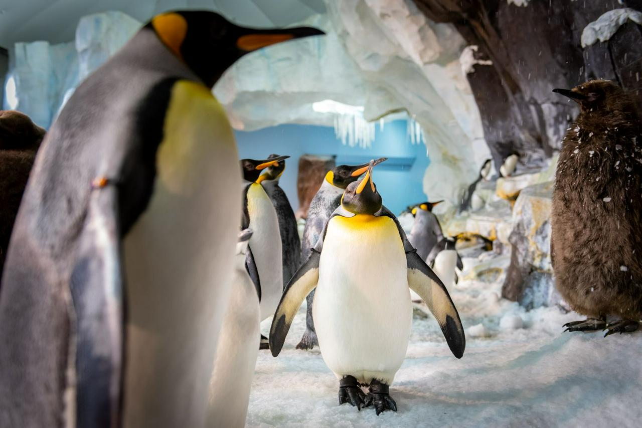 SeaWorld Orlando Parks - Tickets - Photo 41