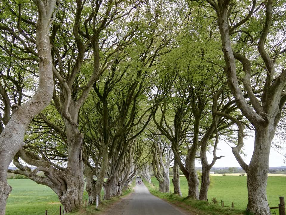 Day Tour: Dark Hedges, Giants Causeway and Belfast City - Photo 6